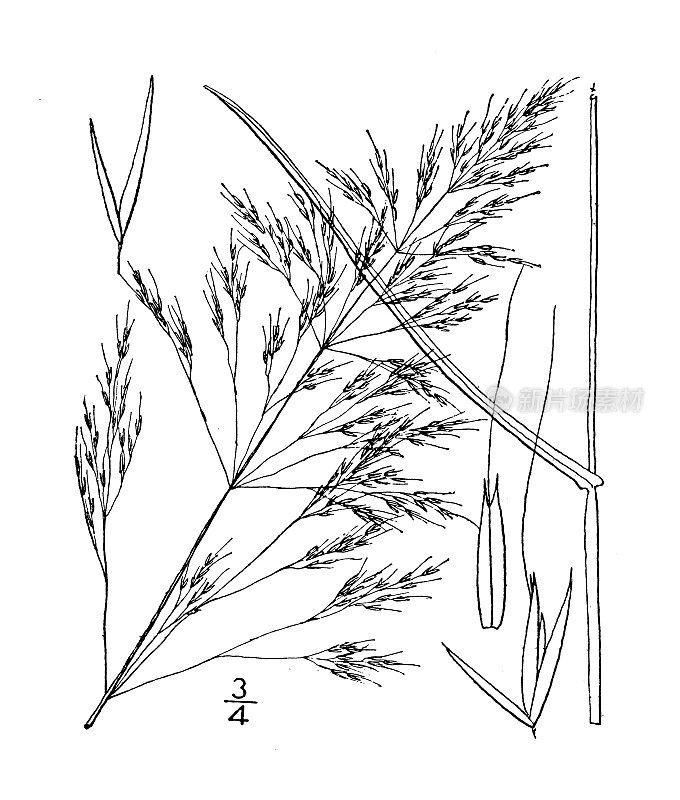 古植物学植物插图:Apera spica-venti，丝般弯曲的草